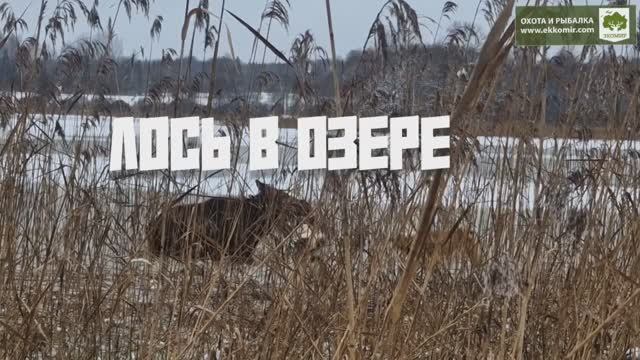 Интересная история произошла на последней охоте на лося. +18