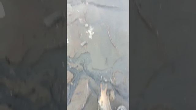 Мужики, рыбаки SOS на сбросах очистных в Москва реку и реку Пехорка подохла рыба, оооочень много рыб