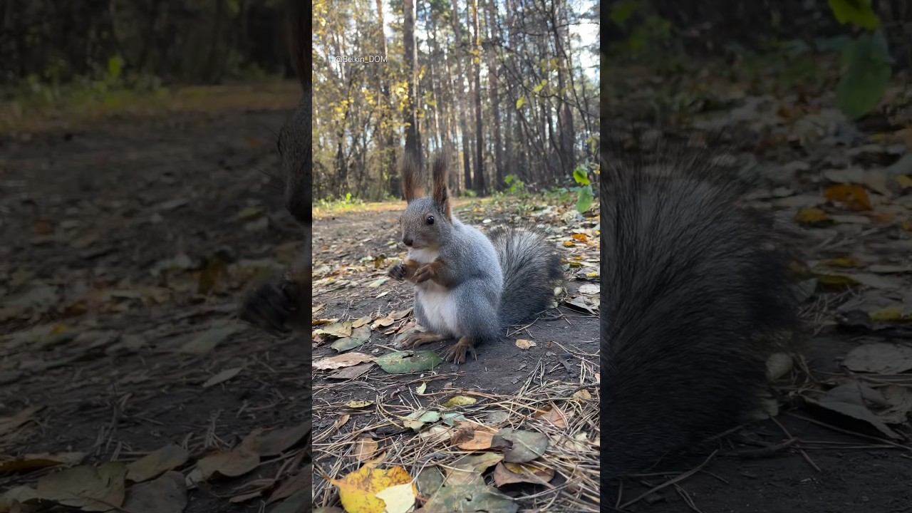 Как Вам наша шубка?#белка #белки #белочка #squirrel #кормимбелок #бельчонок #парк #смешныеживотные