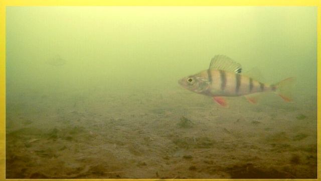 Котовское водохранилище 11.12.2024