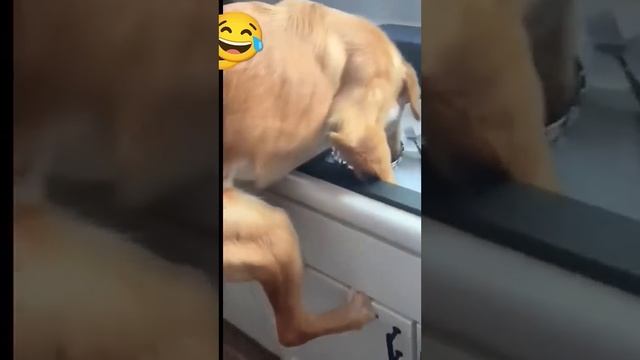 Забавные животные 🤣🤣🤣