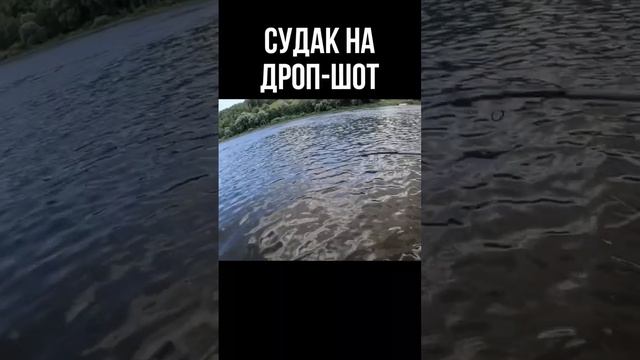 Поимка судака на дроп-шот на Оке #shorts #рыбалка #судак #дропшот