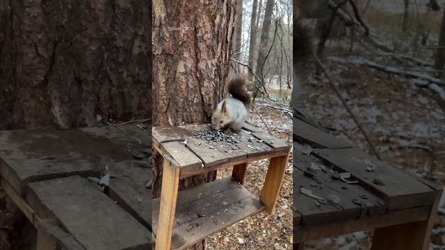 Ребенок ️ пришел угоститься  Мне кажется его папа Бурый #белка #squirrel #белки #бельчонок