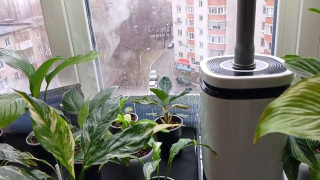 Комфортные условия для выращивания комнатных растений. Спатифиллумы.
