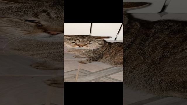 проживание дикого кота в доме