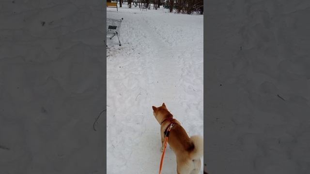 Стелла забоялась чуду-юду