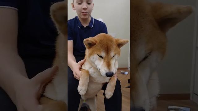 собакен йоши и его день