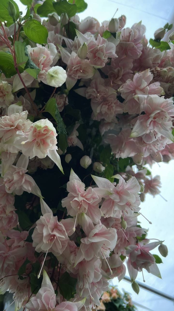 фуксия пять шагов к шедевру