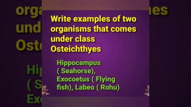 XI Zoology # Animal Kingdom/ Phylum Chordata/ Focus area based Questions & Answers # Sonitha.M.S