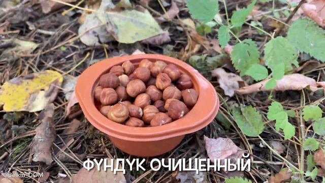 Что ест белка? ️ Смешные животные #ручнаябелка @Belkin_DOM