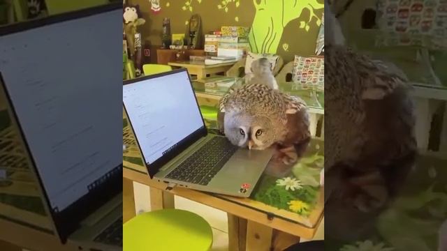 🦉 Наглядное доказательство того, что миллионы лет назад у сов и котов был общий предок