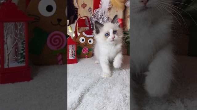 Чистопородный ШОУ малыш рэгдолл Winky 💙
https://vk.com/okcats_40
Inst: @okcats_40