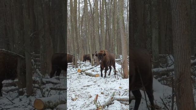 Зубры в Мордовском заповеднике!