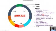 pBR322#12th#plasmid#NEET