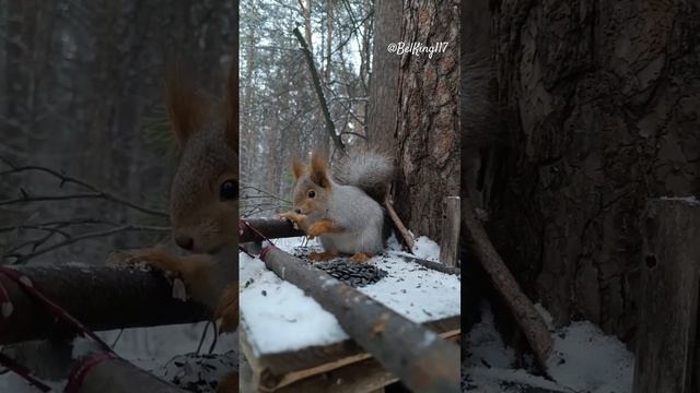 Красивая пушистая белка️beautiful fluffy squirrel️