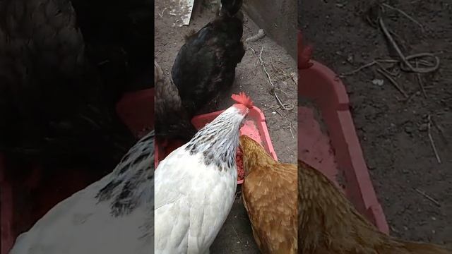 Куры едят компот с малины