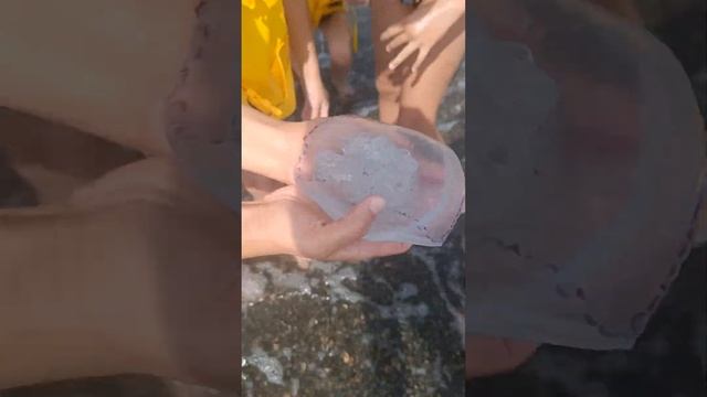 Поймали медузу в черном море )) #море #2024