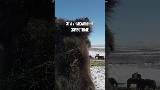 Исландские лошади: пушистые и уникальные 🐴❄️ #ИсландскиеЛошади #Природа #УникальныеЖивотные #факты