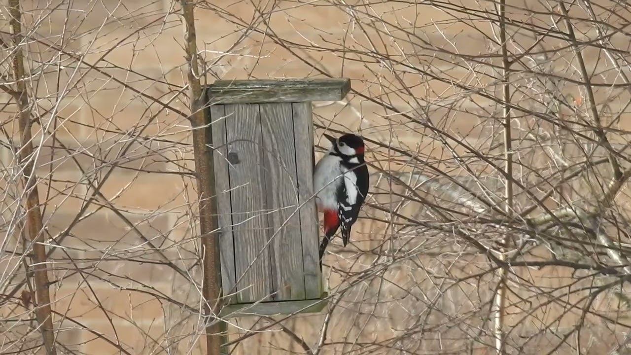 Брачная дробь дятла