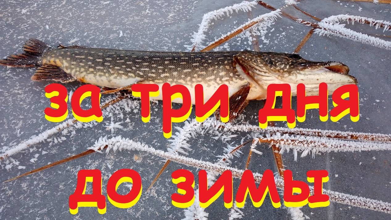 За три дня до зимы