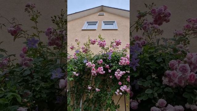 Kletterrose  Jasmina,/Роза Жасмина 16.06.24