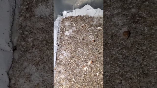 8 Days Into Fruiting #mycology