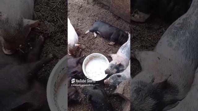 Маленькие свинки играют в дочки-матери (подражают своей мамке)