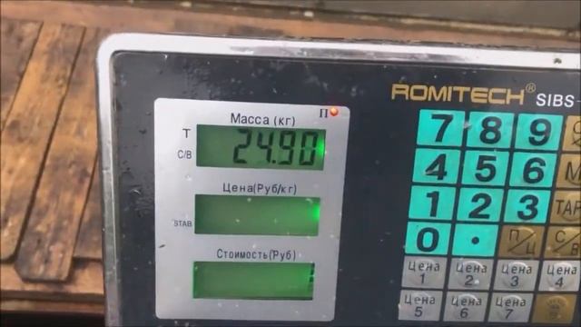 Зарыбление нижнего пруда осетром, 100 кг. Клёвое место Лосиный остров.