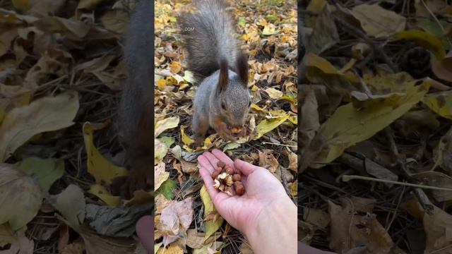 Бурый бельчонок#белка #белки #squirrel #белочка #кормимбелок #бельчонок #смешныеживотные #лес#парк