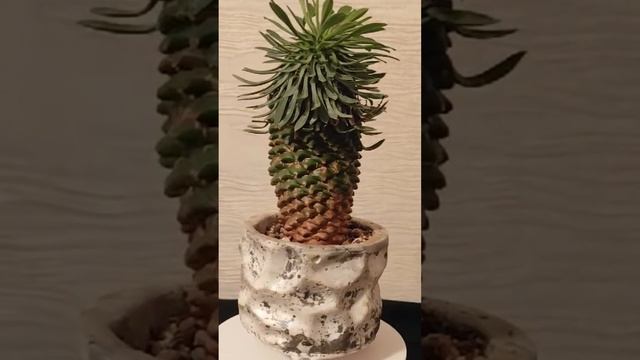 Euphorbia Sotetsu Kirin Сотэцу Кирин