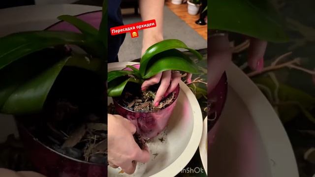 #орхидеи #пересадкаорхидей #shortvideo #каменскуральский #камень #врек #юмор #music #80smusic #song
