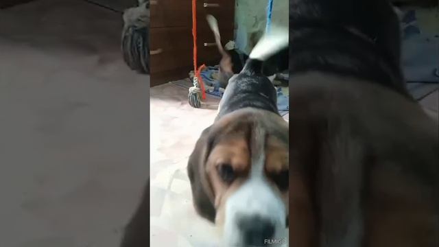 Бигли с документами