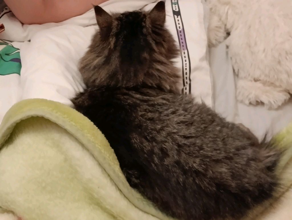 моя кошка