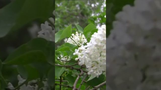 Сирени цветенье. Дмитрий Шлапак