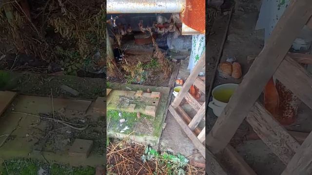 Кормлю Котика Бездомного #помощьживотным #бездомныеживотные