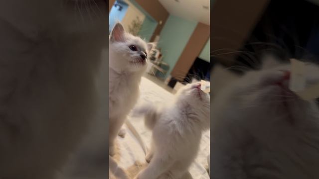 Котятки