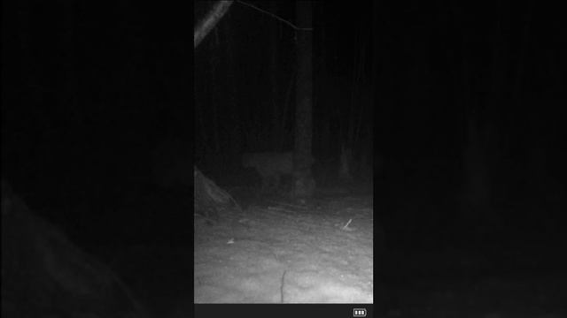 ОГРОМНАЯ РЫСЬ возле землянки