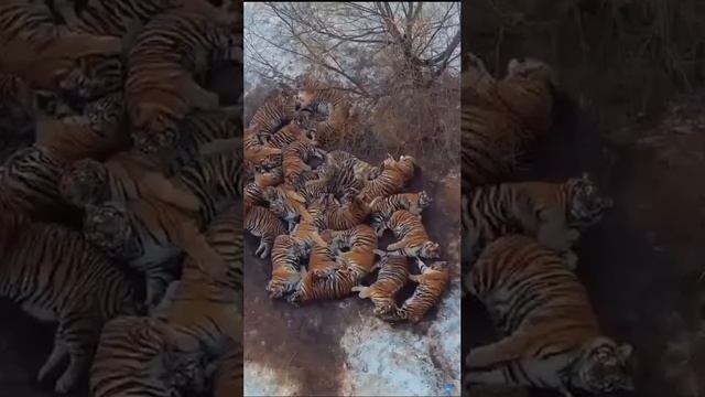 Приморский край. Амурские 🐅 тигры организовали зимовку на краю посёлка.