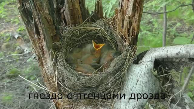 Природа -Nature