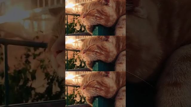 1000039883.mp4