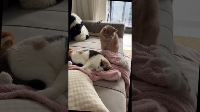 ! Двач @dvachannel @rand2ch @ru2ch_ban (5)(1).mp4