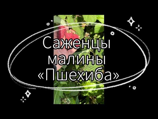 Саженцы малины «Пшехиба» | Ягода | Лето 2023