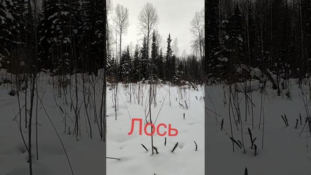 Лось.mp4