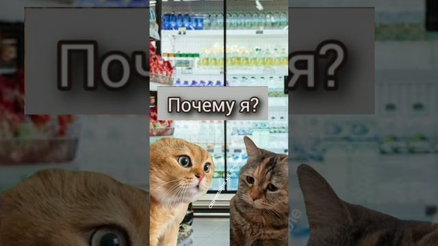 Котики которые в тренде. #смешныеистории #юмор #смешныекотики #мемы