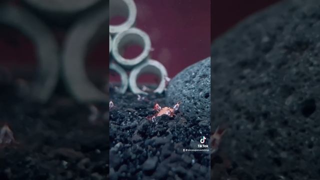 Harlequin Sulawesi shrimp