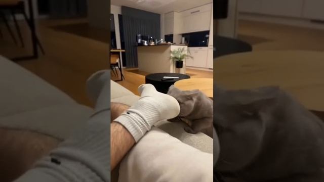 Что с этим котом