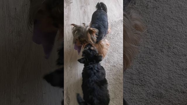 Ну-ка, отними, 😂.mp4