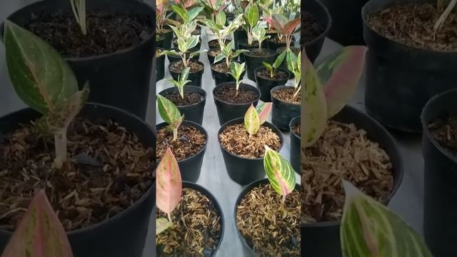 Nutrisi tanaman disesuaikan fase pertumbuhannya #pupuk #aglonema #pupukgarden #aidinagarden