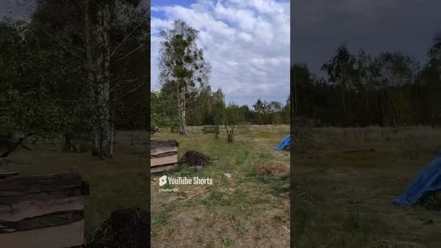 Бега в хаосе....или такие вот выходные...Хуторок Заречный.Жизнь в лесу на берегу речки.#shorts