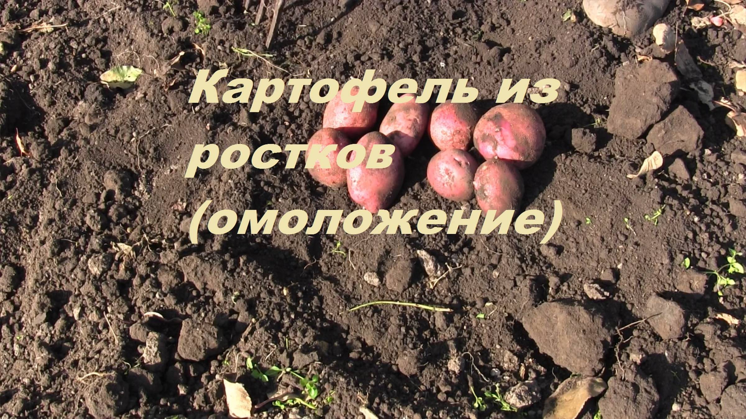 Картофель из ростков (омоложение)